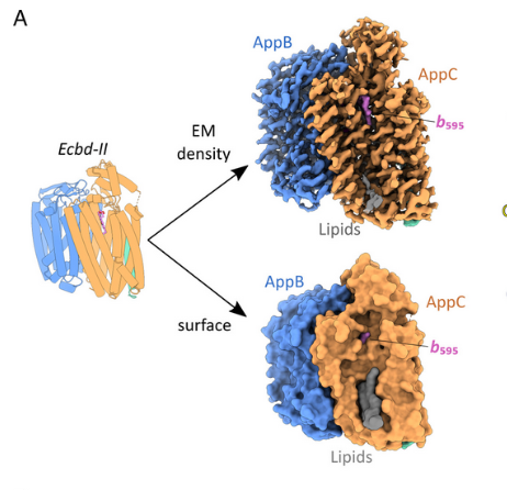 Project 3 - bd Oxidase binding assay